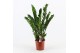 Zamioculcas zamiifolia Zamioculcas Pot 2710 tak/plnt 