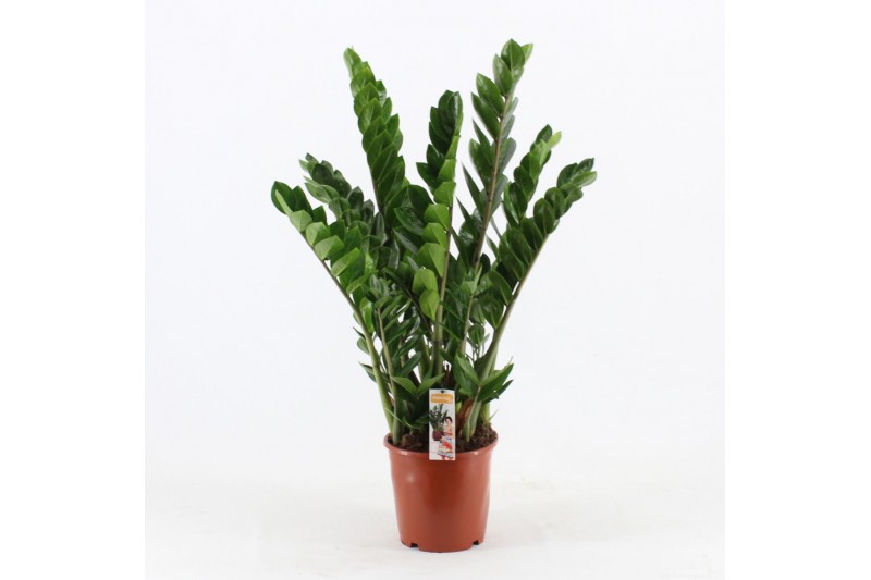 Zamioculcas zamiifolia Zamioculcas Pot 2710 tak/plnt 