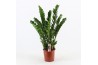 Zamioculcas zamiifolia Zamioculcas Pot 2710 tak/plnt
