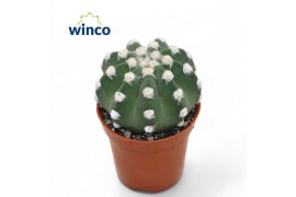 Cactus Echinopsis Subdenudata