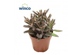 Kalanchoe daigremontiana Kalanchoe Daigremontiana "Mother of Thousands