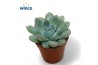 Echeveria Echeveria Morning Dewoverige bl.