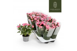 Rosa flirt kordana Rosa Kordana Flirt (Roze)6 bl.