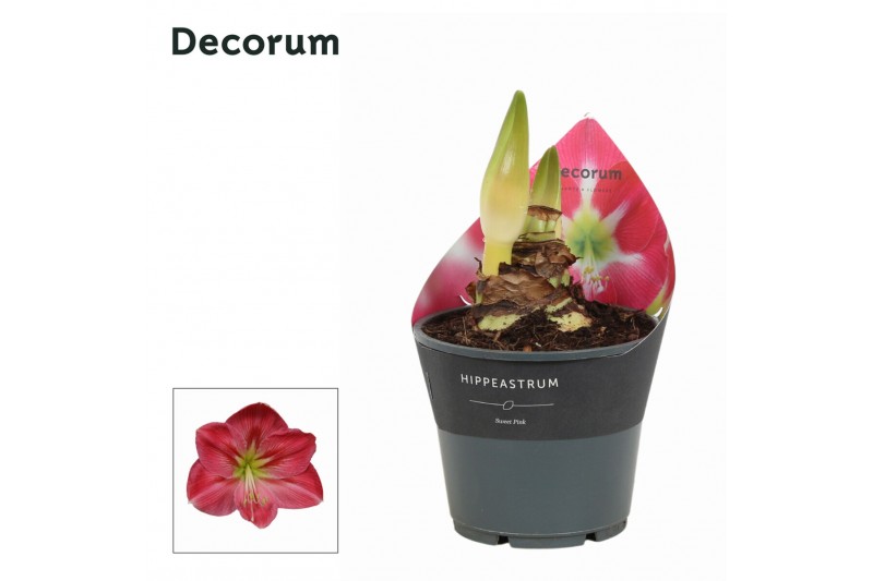 Hippeastrum Sweet Pink 2 Knop Extra OP (Decorum) 
