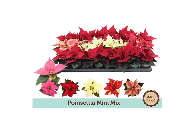 Euphorbia pul. mix Euph. Poinsettia Mini Mix1 bl. 