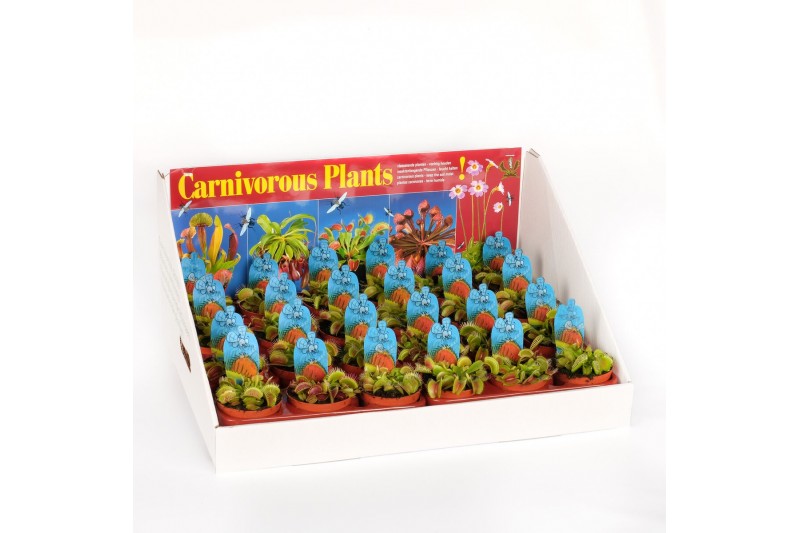 Dionaea muscipula Dionaea muscipula in showdoos 