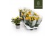 Rosa limbo kordana Rosa Kordana Limbo (Geel)6 bl. 