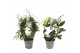 Kamerplanten bloeiend Geurmix Jasminum - Stephanotis p12 (Jasmijn)16 c 