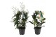 Kamerplanten bloeiend Geurmix Jasminum - Stephanotis p12 (Jasmijn)16 c 