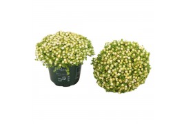 Nertera granadensis marleen Nertera granadensis Marleen p8