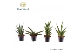 Sansevieria cylindrica Sansevieria mix basic mix 7 cm