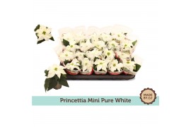 Euphorbia pul. princettia pearl Euph. Princettia mini Pearl in Sleeve 