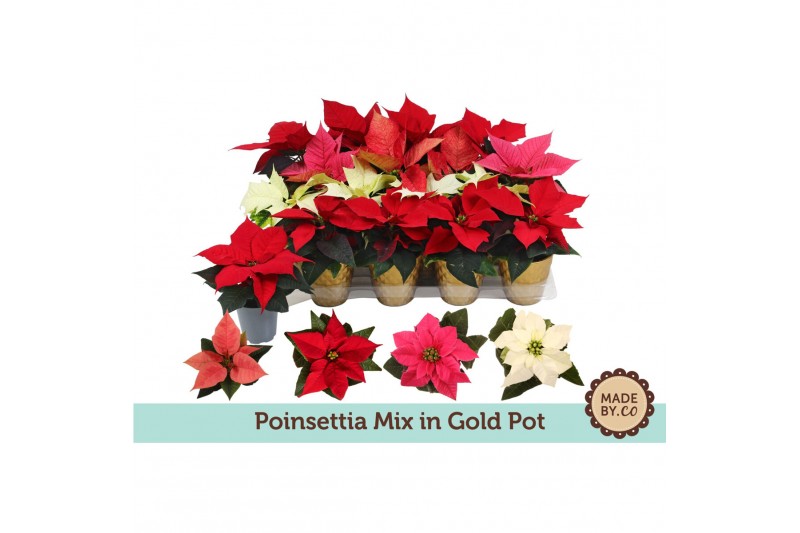 Euphorbia pul. mix Euph. Poinsettia Mini Mix in Gold pot 1 bl. 
