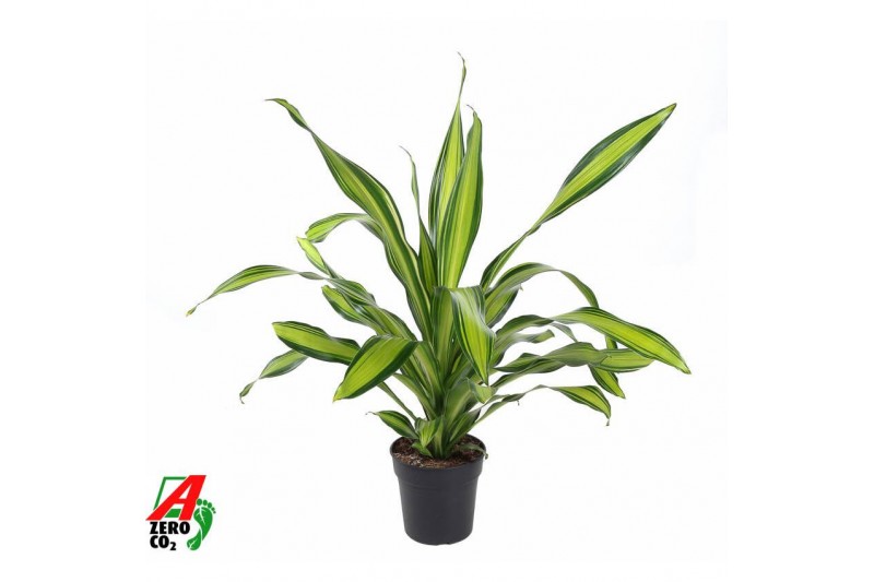 Dracaena fragr. charley Dracaena Charley kopstek P241 pp 