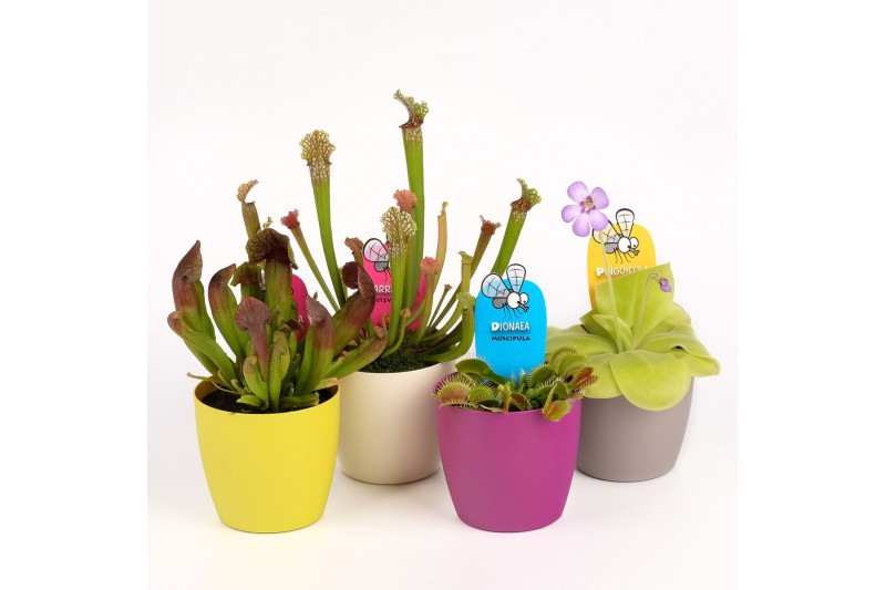 Vleesetende planten Vleesmix p9 in sierpot 