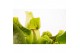 Sarracenia Sarracenia purpurea venosa 