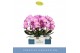 Phalaenopsis roze Mirror Miracle Kiara 2 spike in Lazio White 15 bl. 2 