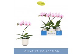 Phalaenopsis roze Balletto Curl 1 spike in Lazio White 9 bl. 1 tak/pln