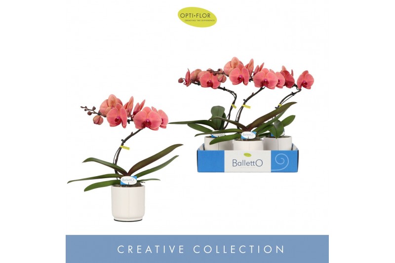 Phalaenopsis oranje Balletto Swirl 1 spike in Lazio White 9 bl. 1 tak/ 