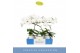 Phalaenopsis wit Balletto Wing 1 spike in Lazio White 9 bl. 1 tak/plnt 