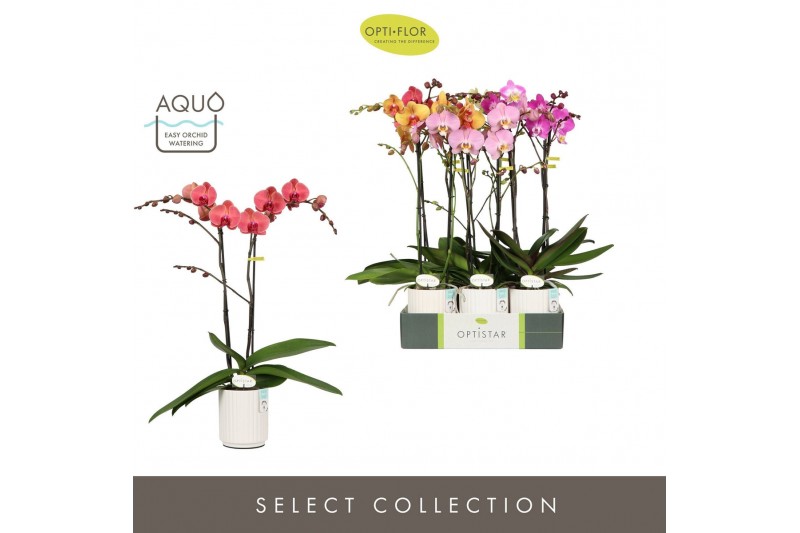 Phalaenopsis mix Optistar Mix 2 spike 60 cm in Molise White Aquo 15 bl 