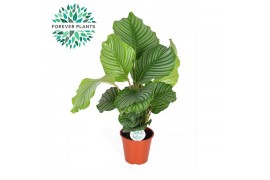 Calathea orbifolia Calathea Orbifolia p17