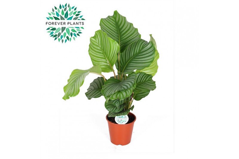 Calathea orbifolia Calathea Orbifolia p17 