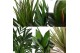 Kamerplanten mix Groen Mix kamerplanten p17 1 pp 