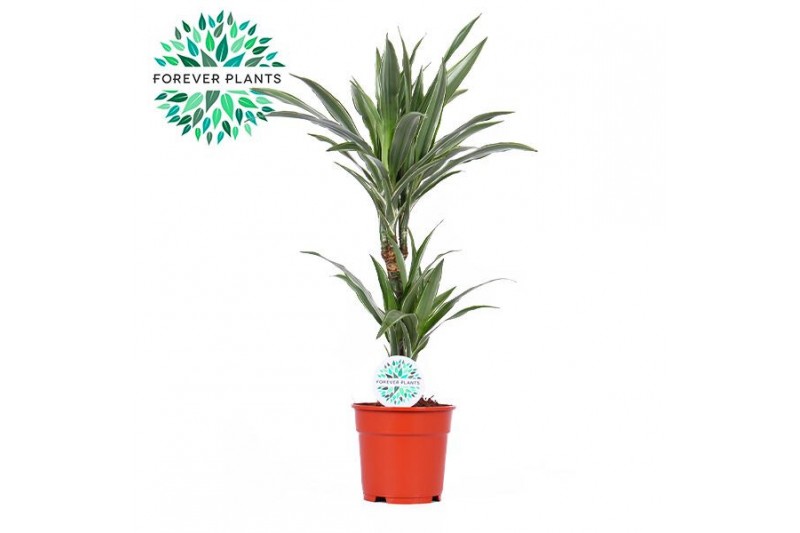 Dracaena fragr. der. warneckei Dracaena Warneckei p17, 30+10 2 pp 