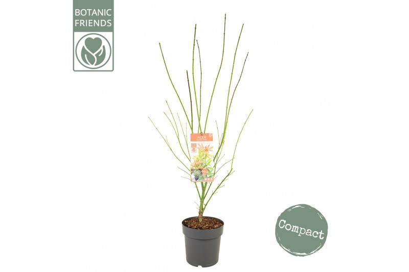 Acer palmatum Acer palm. Jerre Schwartz 