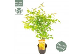 Acer palmatum Acer palm. Orange Lace ®