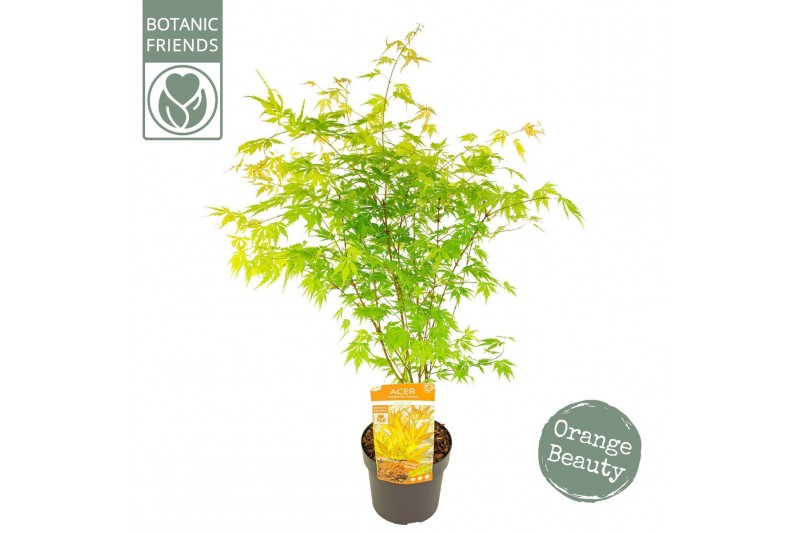 Acer palmatum Acer palm. Orange Lace ® 