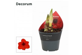 Hippeastrum Royal Red 2 Knop Extra OP (Decorum)