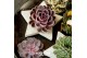 Arrangementen succulenten ROOTLESS Succulent, Grey star1 pp 