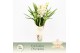 Cymbidium Cymbidium, Heino 5-spike Exclusiva Orchidea Potcover 5 tak/p 