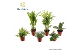 Kamerplanten mix groen Tiny Happy Family Comfort mix 5-6 soorten 1 pp
