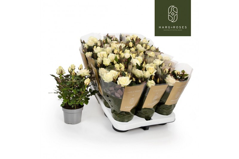 Rosa pearl kordana grande Rosa Kordana Grande Pearl (Wit)6 bl. 