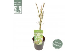 Acer palmatum dissectum Acer palm. Dissectum