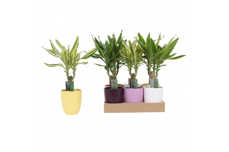 Dracaena fragr. mix 3 soorten In Mix Ceramic 