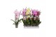 Phalaenopsis mix Phalaenopsis 7 color mix, 4-spike 25+bl.  tak/plnt 