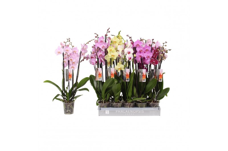 Phalaenopsis mix Phalaenopsis 7 color mix, 4-spike 25+bl.  tak/plnt 