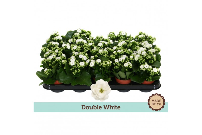 Kalanchoe rosalina menzel Kalanchoë Double White - no sleeve 1 pp 