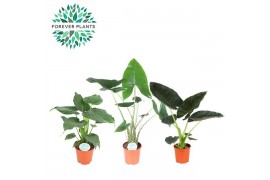 Alocasia mix Alocasia Gemengd p21 1 pp