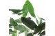 Alocasia mix Alocasia Gemengd p21 1 pp 