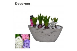 Arrangementen hyacinthus Hyacint Boot Spiegel HL15292 [SHINY & SPARKLI