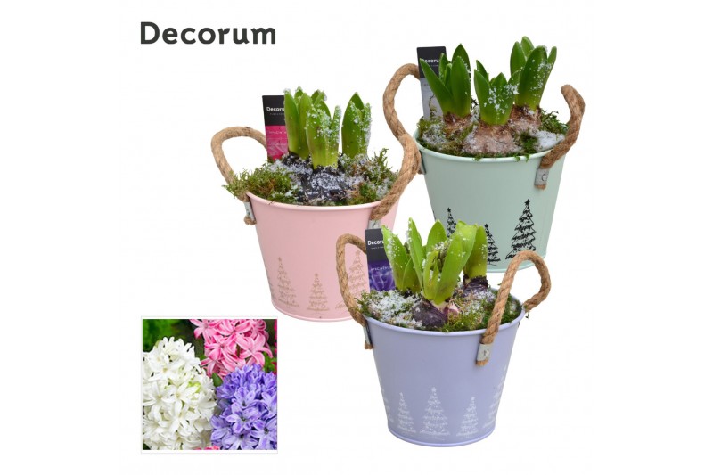 Arrangementen hyacinthus Hyacint Bucket Maxi HL10642 [LOVELY COLORS] 3 