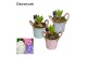 Arrangementen hyacinthus Hyacint Bucket Mini HL10770 [LOVELY COLORS] 1 