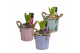 Arrangementen hyacinthus Hyacint Bucket Mini HL10772 [LOVELY COLORS] 1 