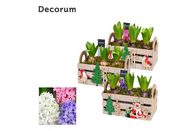 Arrangementen hyacinthus Hyacint Christmas Box HL12652 [PURE] 3 pp 90  