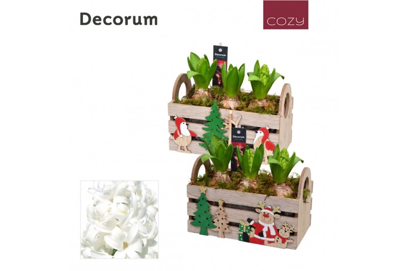 Arrangementen hyacinthus Hyacint Christmas Box HL12656WP [COZY] 3 pp 9 
